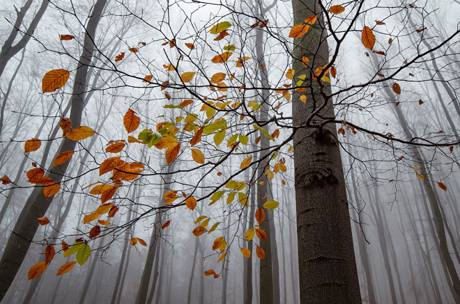 «Желтое» предупреждение: Киевщина 24 октября ночью и утром погрузится в туман