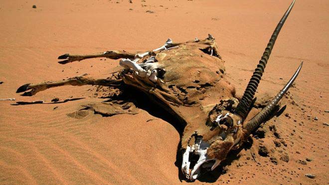 Намибия переживает самую сильную засуху за последние 90 лет