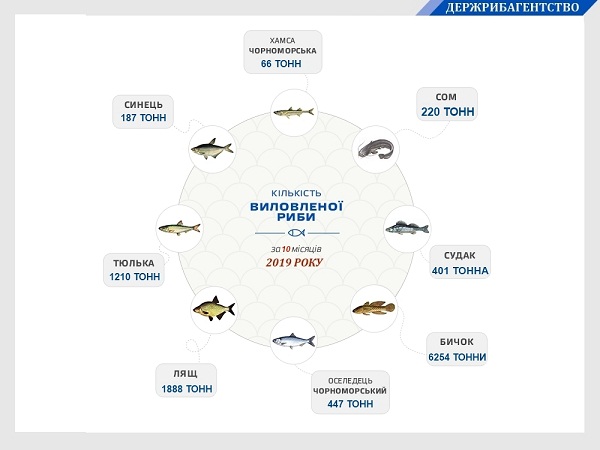 Вылов рыбы в Черном море в этом году увеличился на 63% 