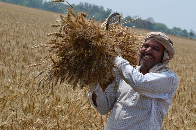Самый влажный муссон за 25 лет обеспечит Индии рекордный урожай зерновых