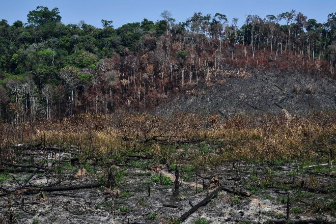 Потеря лесов Амазонки привела к резкому увеличению числа заболевших малярией