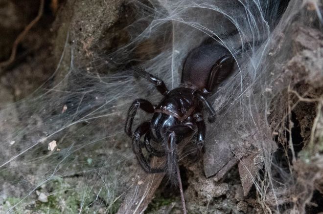 Погодные условия в Австралии привели к активности ядовитых пауков