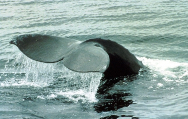 Вспышки на Солнце приводят к гибели серых китов