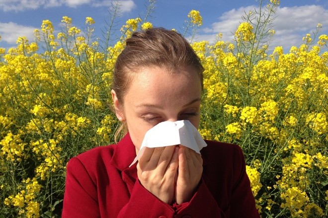 В США увеличится сезон пыльцы, вызывающей аллергию
