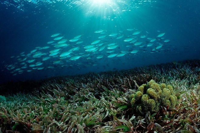 Биологи восстанавливают в Великобритании морские луга, поглощающие углерод