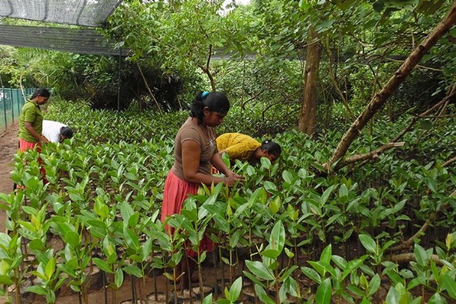 Исчезновение мангровых лесов грозит ростом убытков на 65 млрд долларов в год