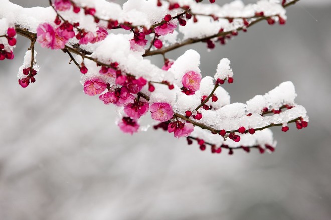 Цветущие деревья в японском городе Нагано накрыл рекордный снегопад