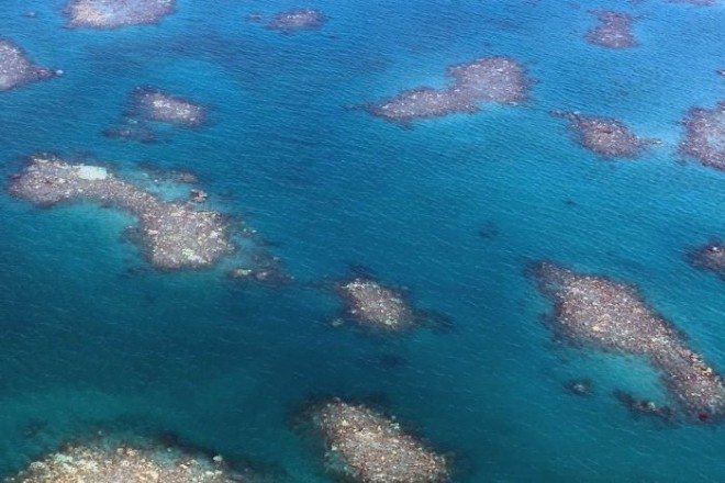 Большой Барьерный риф переживает самый масштабный тепловой шок в истории