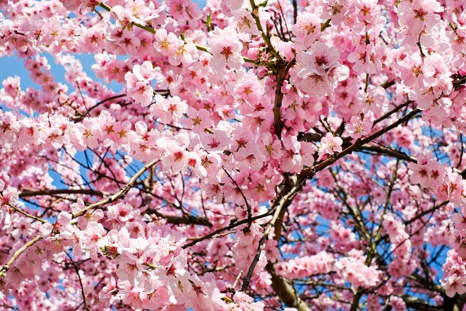 Из-за теплой зимы в Японии раньше расцветет сакура