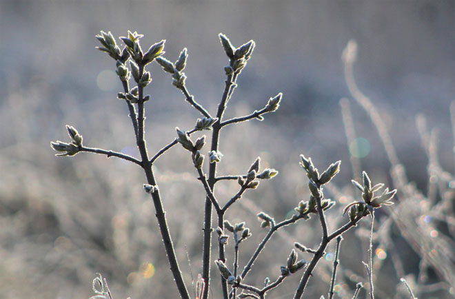 Киевлян предупреждают о ночных заморозках: может погибнуть плодовая завязь
