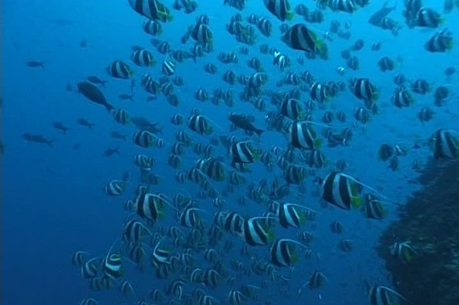 Ученые установили, что у рыб бывает сезонная миграция
