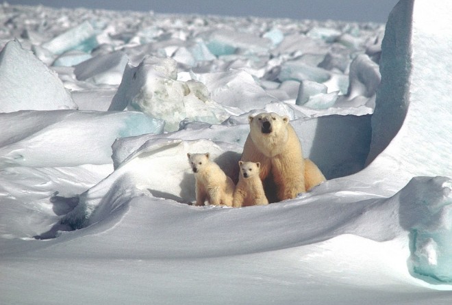 Ученые установили, что летом Северный Ледовитый океан «потеряет» лед