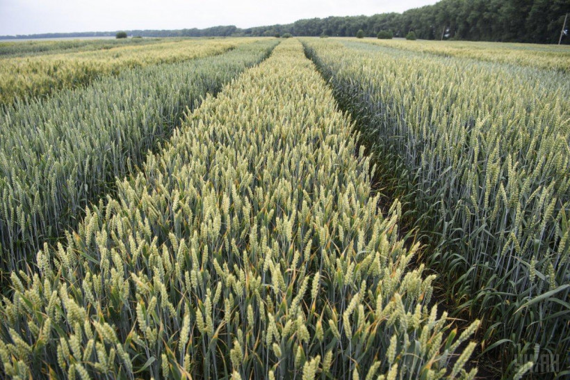 Урожай пшеницы в мире не изменится, а вот в Украине упадет: эксперты назвали причину 