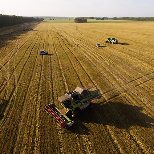 Урожай пшеницы в мире не изменится, а вот в Украине упадет: эксперты назвали причину 