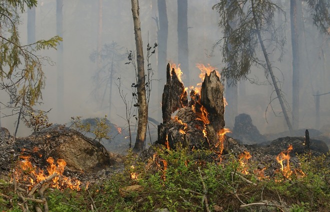 16 мая в южных и восточных областях Украины сохранится высокая пожароопасность