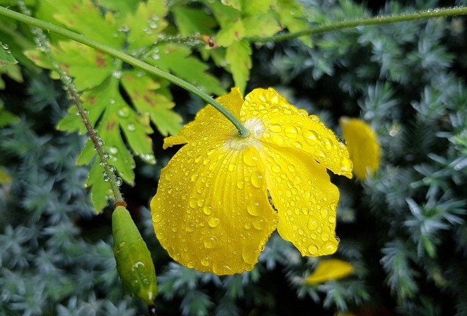 Погода в Украине 29 мая: дожди с грозами, днем местами до +26 °С