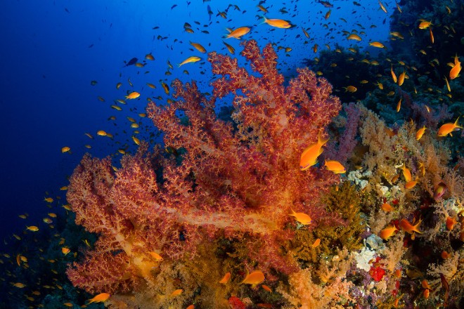 Циклоны могут разрушать коралловые рифы на расстоянии 1000 км