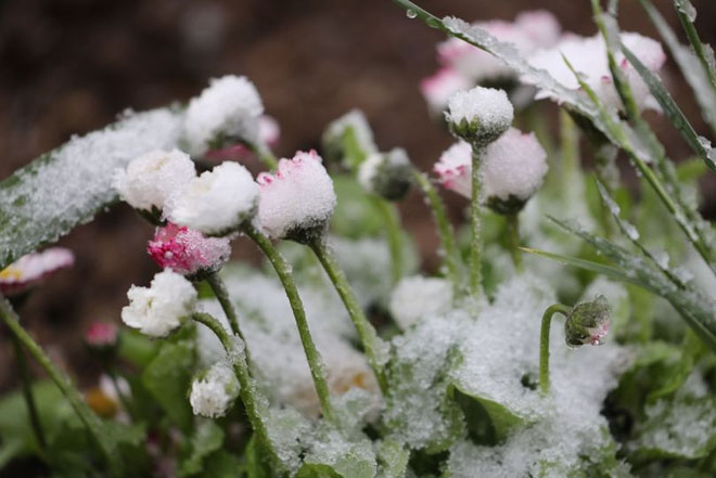 В некоторых районах Беларуси выпал майский снег