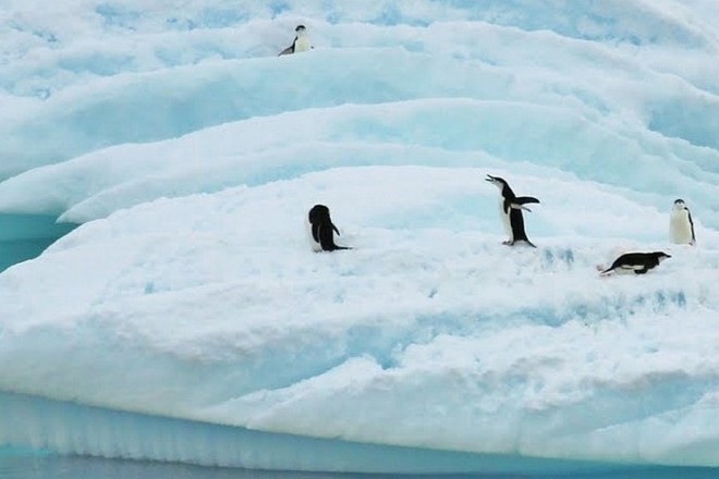 В море Уэдделла за 5 лет растаяла треть морского льда