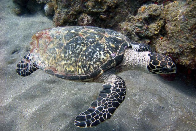 Черепаха исчезающего вида отложила яйца на тайском пляже без туристов
