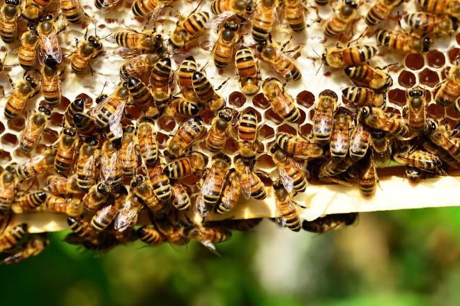 Регион Хорватии объявил положение стихийного бедствия после гибели 50 млн пчел