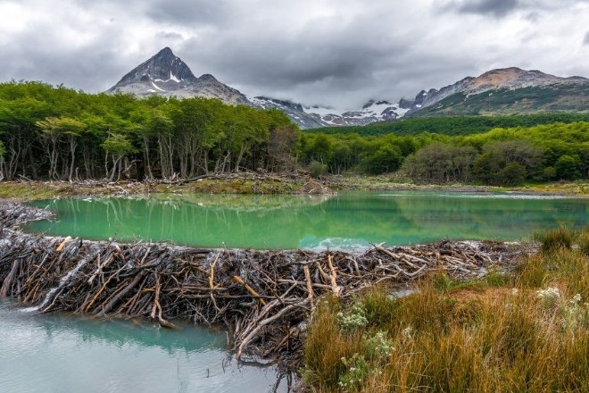 Ученые выяснили, как бобры меняют климат Аляски
