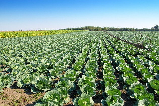Огородные перспективы: почему не все овощи спешат дешеветь
