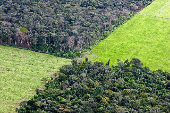 Леса Амазонии могут стать источником смертельных вирусов 