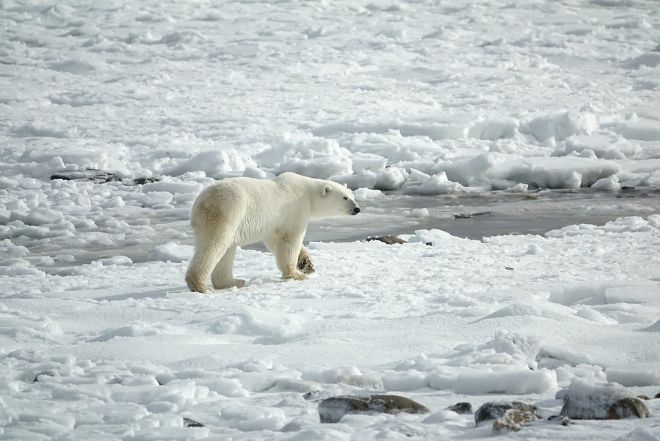 Через 80 лет с планеты могут исчезнуть почти все белые медведи