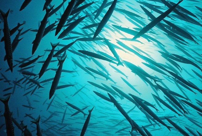 Потепление угрожает сотням видов рыб, от которых зависит питание 3 млрд человек