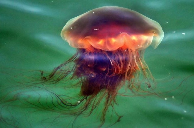Крупные медузы «львиная грива» сеют панику на северо-восточных пляжах США