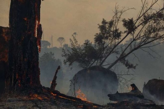 Тропические леса в Бразилии пережили худший июнь за 13 лет 