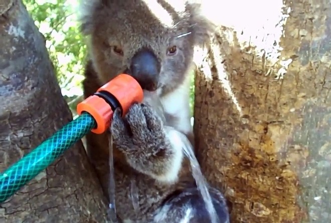 Через 30 лет из австралийского штата Новый Южный Уэльс могут исчезнуть коалы