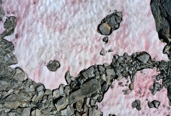 Ученые расследуют причину появления розового льда в итальянских Альпах  