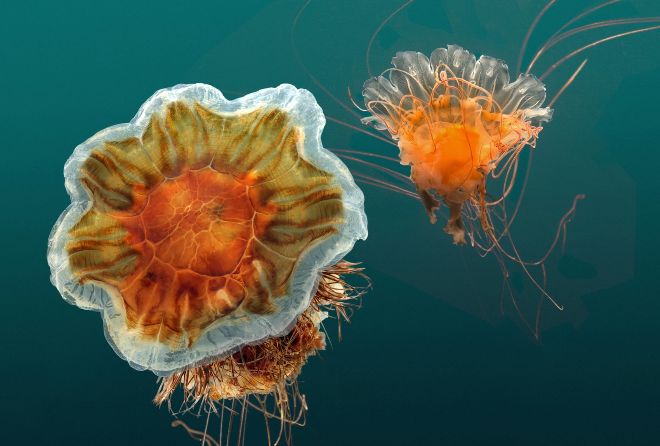 У побережья Великобритании замечены километровые полосы медуз