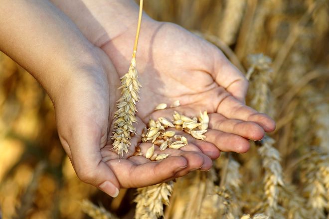 Экстремальная погода в Великобритании привела к худшему урожаю пшеницы за 40 лет