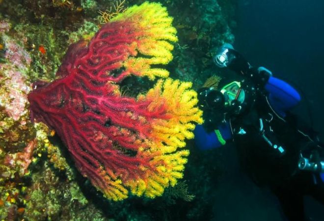 Ученые открыли 30 новых видов водных организмов возле Галапагосских островов