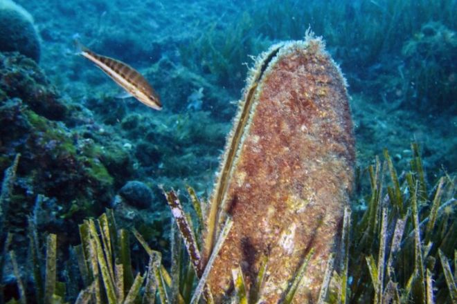 Крупнейшему средиземноморскому моллюску угрожает исчезновение