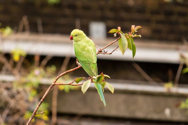 Биологи насчитали в Лондоне более 8 тыс. гнездящихся пар попугаев