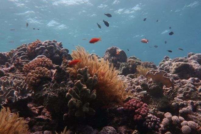 Большой Барьерный риф утратил 50 % кораллов за 25 лет
