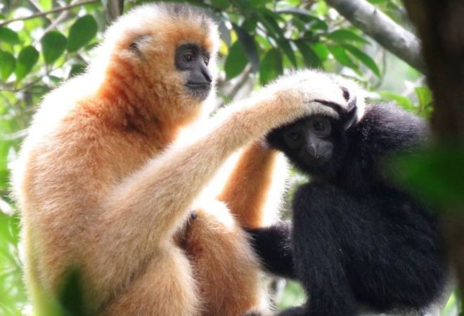 Биологи построили «дорогу жизни» для самых редких приматов в мире