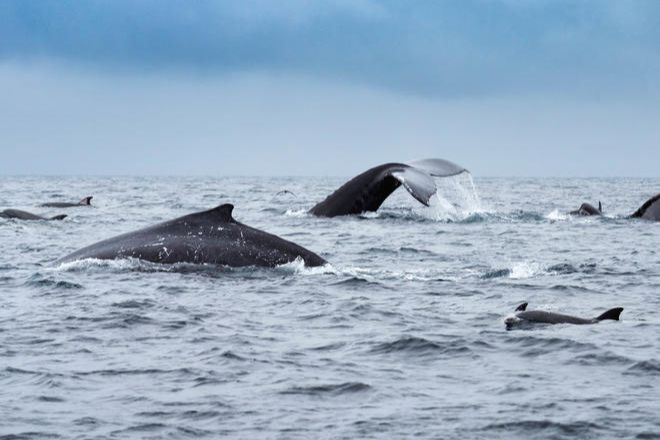 Ученые предупредили об опасности исчезновения китов с лица Земли