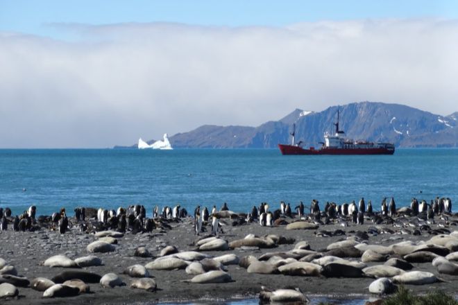Айсберг A68 столкнется с островами Южная Георгия, пингвины и тюлени в опасности
