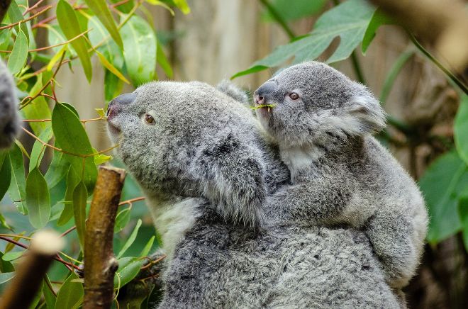 Для защиты коал Австралия мобилизовала «армию» дронов и собак-ищеек