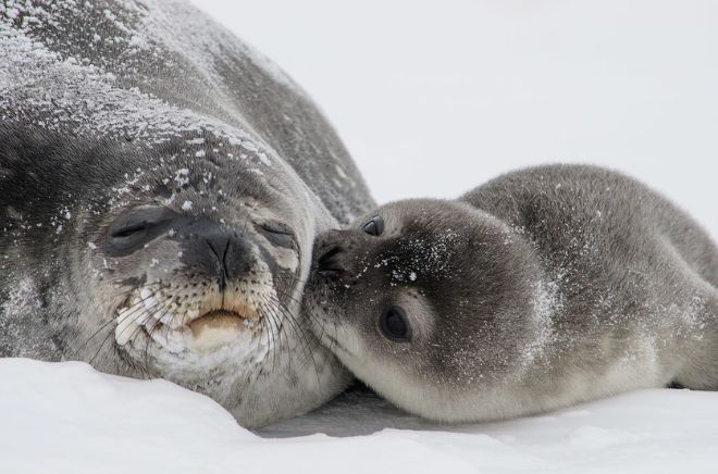 Ученые открыли, что антарктические тюлени общаются подо льдом при помощи ультразвука