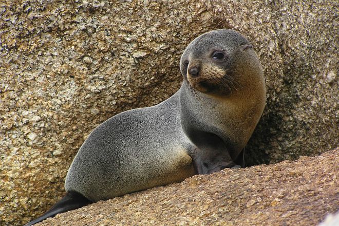У берегов Ирландии вдвое возросла смертность тюленей