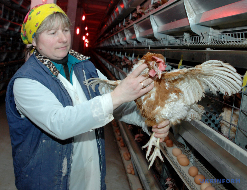 «Золотые» куры: ждет ли украинцев новая волна подорожания мяса и яиц?