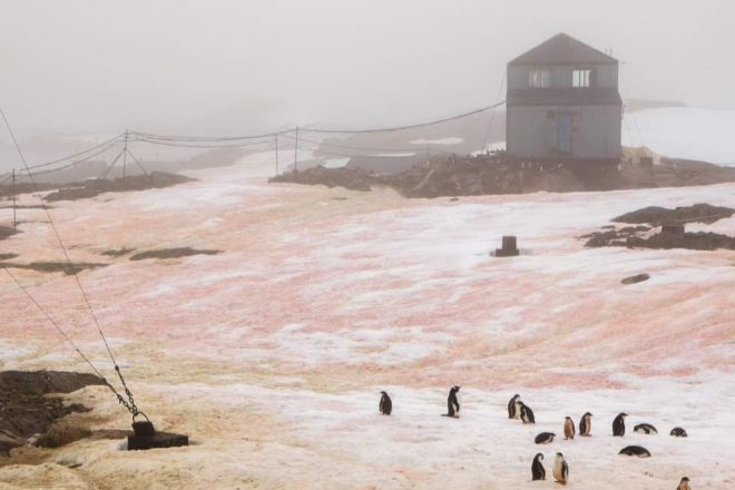 Исследовательскую станцию «Академик Вернадский» в Антарктиде окружает цветной снег