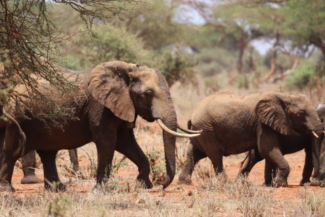 Два вида слонов в Африке оказались на грани вымирания