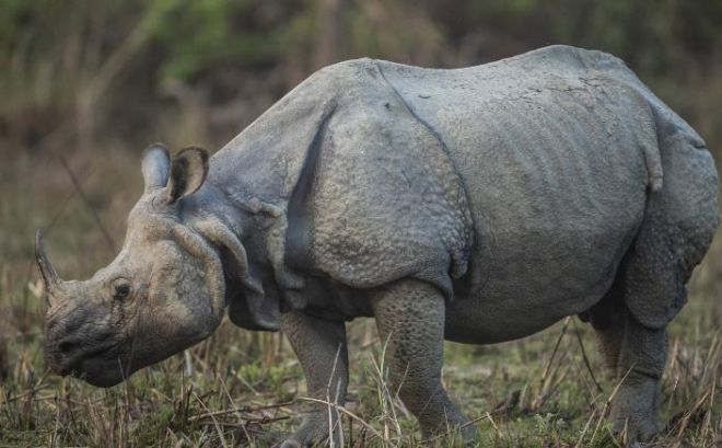 В Непале насчитывается наибольшее количество носорогов за 20 лет